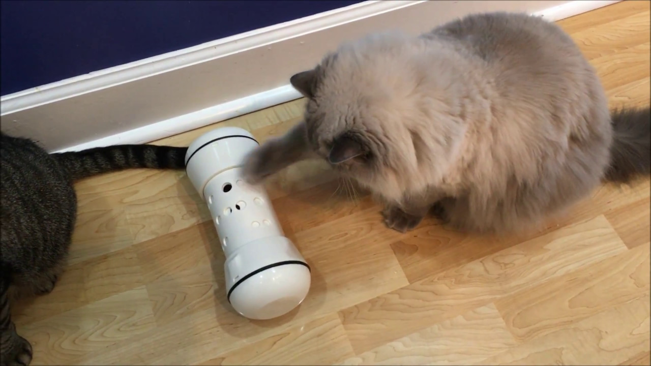 Pipolino : La solution idéale pour lutter contre le surpoids de votre chat ?