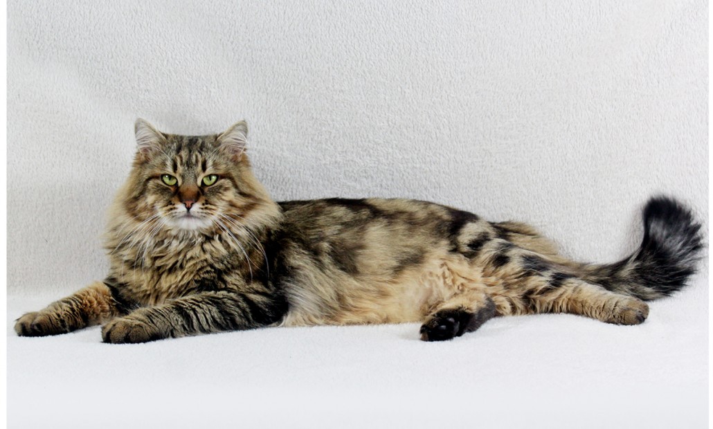 Chat sibérien : Que faut-il savoir avant d&rsquo;en adopter un ?