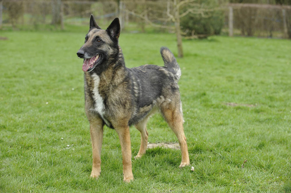 Malinois : Que faut-il savoir avant d’en adopter un ?