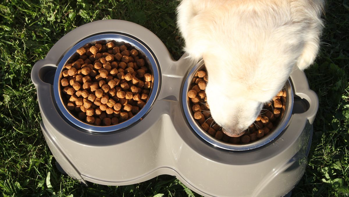 Quel budget les français consacrent à l&rsquo;alimentation des animaux ?