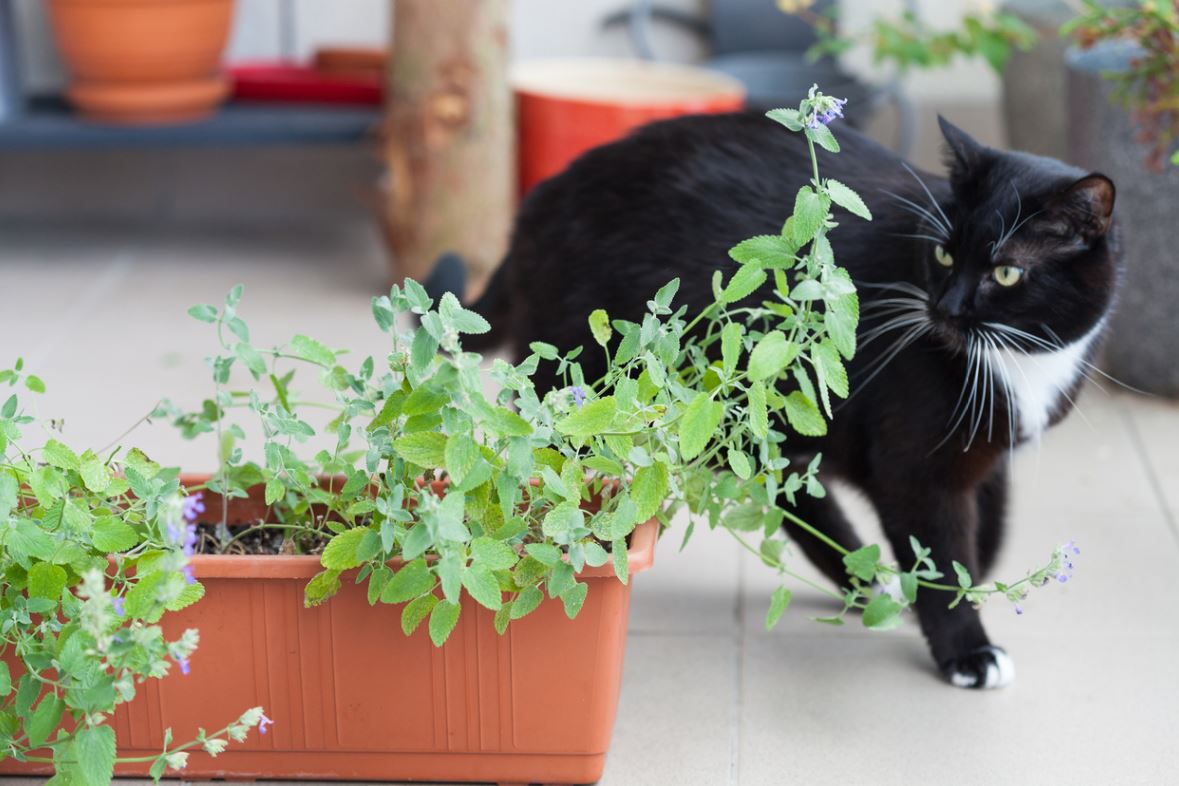 Réalisez un répulsif naturel pour chats !