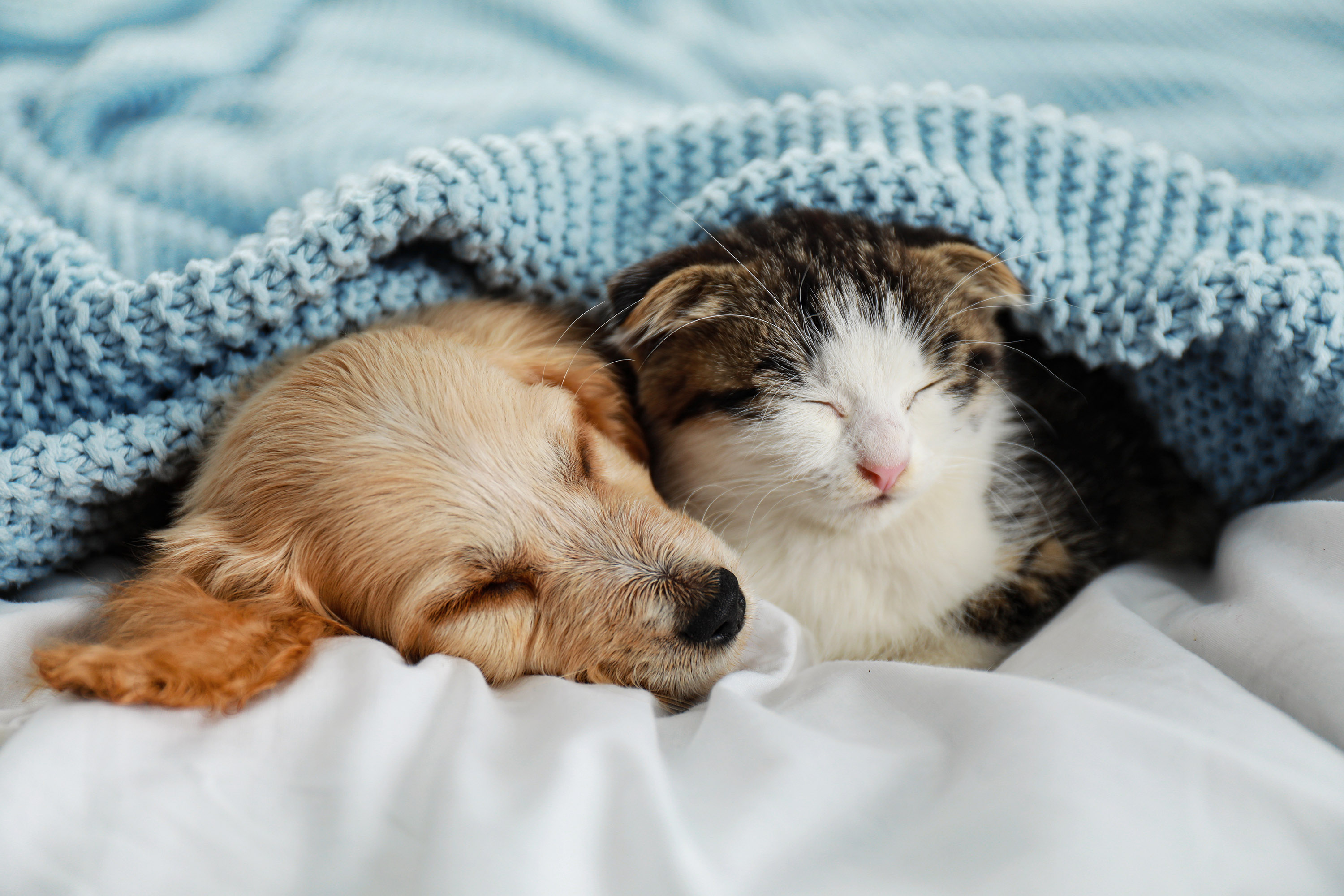 10 astuces pour bien s’occuper de ses animaux de compagnie