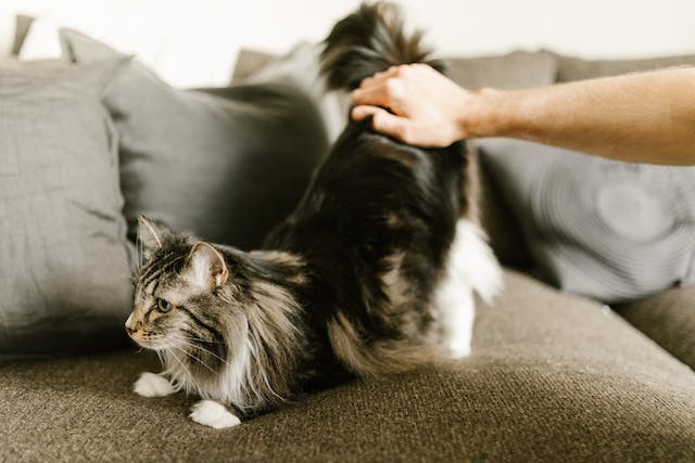 Les races de chats les plus populaires et leurs caractéristiques uniques