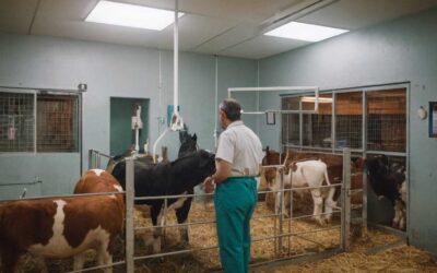 Trouver le meilleur vétérinaire à Montaudran pour votre animal de ferme